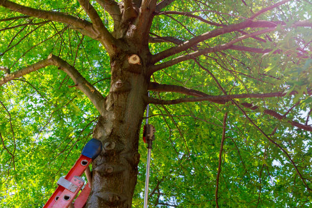 Best Tree Pruning Services  in USA